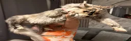 Maine Coon cats for sale: 🐾Three Beautiful Pedigree Maine Coon Boys🐾 - Advert 34