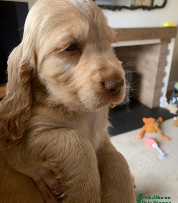 Cocker Spaniel dogs KC Show Type Cocker Spaniels - Advert 1
