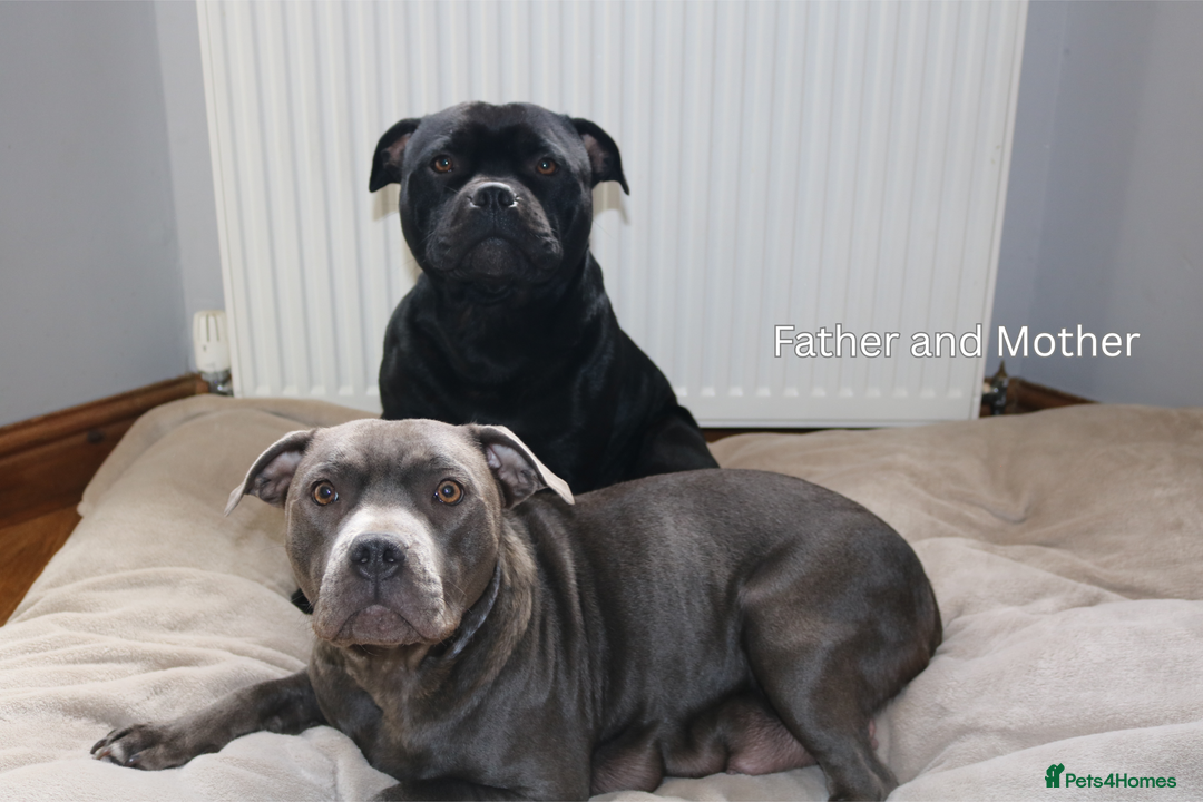 Staffordshire Bull Terrier dogs for sale: KC Reg Staff Pups Blue/Black, Champion Blood Lines - Image 24