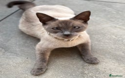 Domestic Shorthair cats for sale: Two gorgeous kittens ready for their forever home - Image 3