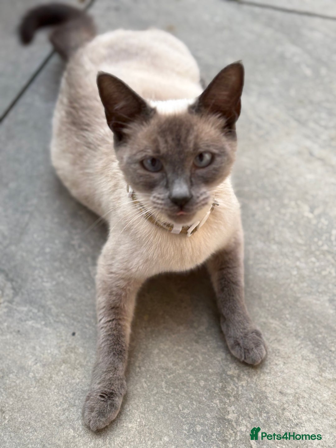 Domestic Shorthair cats for sale: Two gorgeous kittens ready for their forever home - Image 3