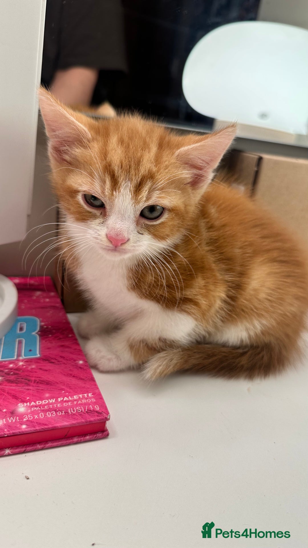 Mixed Breed cats for sale: 6 mixed breed ( shorthair and longhair) kittens - Advert 16