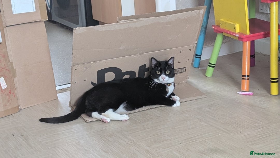 Mixed Breed cats for sale: Rehome cat - Image 5