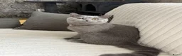 British Shorthair cats for sale: Gorgeous British shorthairs  - Advert 3