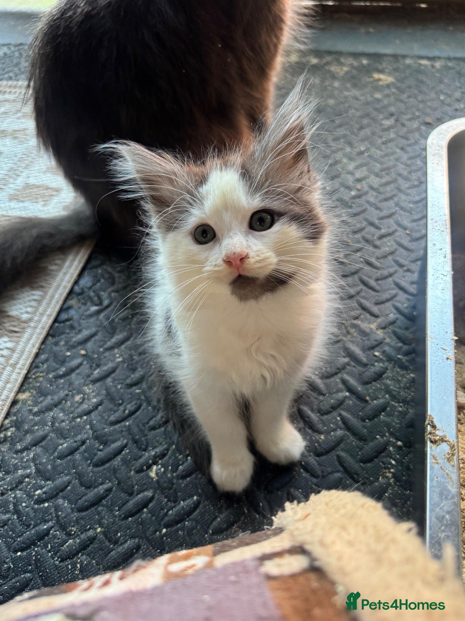 Ragcoon cats 💙 Beautiful Radoll/Maincoon Kittens🐾 - Advert 5