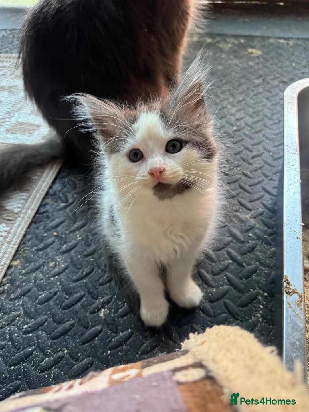 Ragcoon cats for sale: 💙 Beautiful Radoll/Maincoon Kittens🐾 - Advert 1