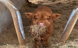 Cows & Bulls livestock for sale: Gentle Highland Beauties – Two Heifers Available - Image 3
