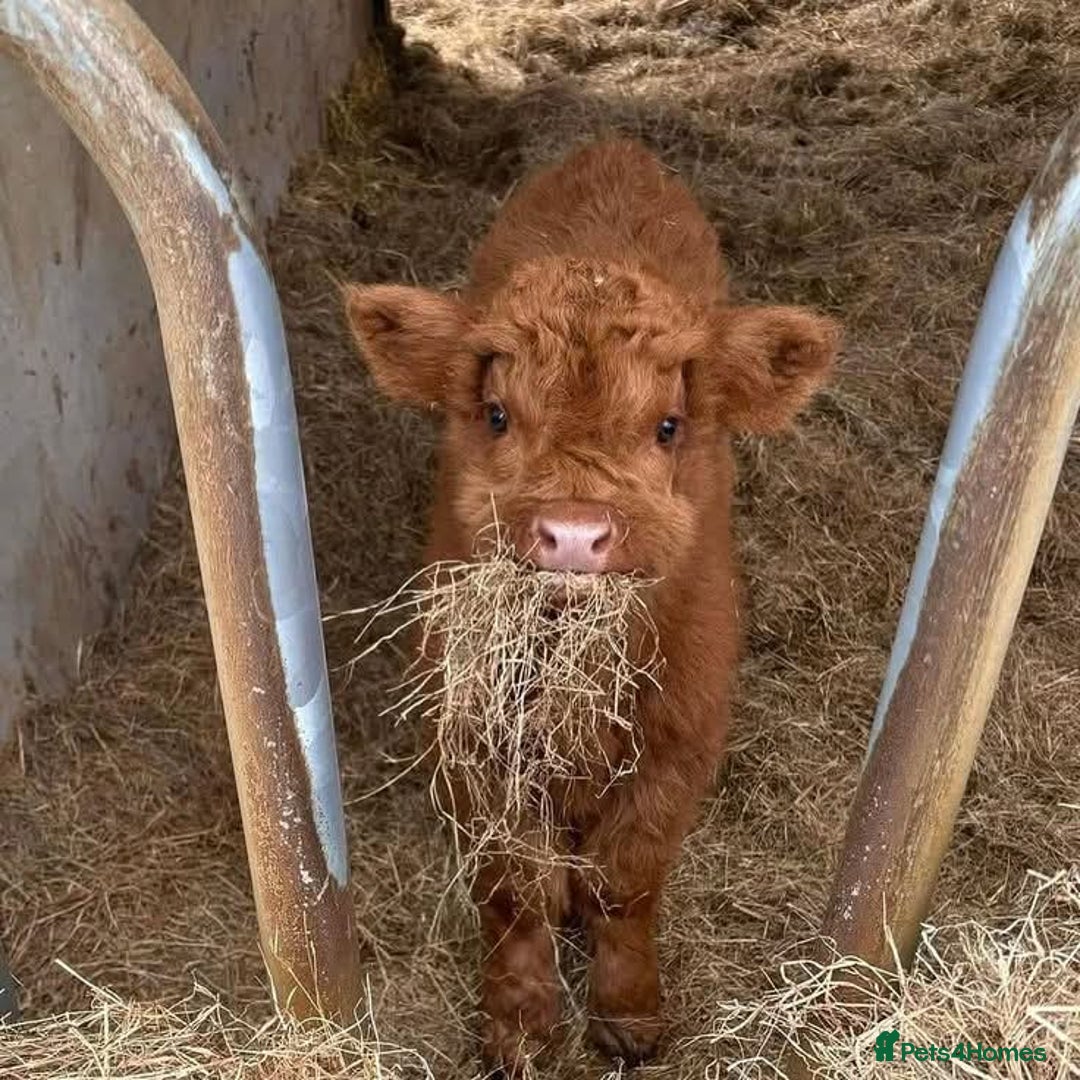 Cows & Bulls livestock for sale: Gentle Highland Beauties – Two Heifers Available - Image 3