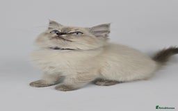 Ragdoll cats for sale: 🤍 STUNNING GCCF REGISTERED RAGDOLL KITTENS 🤍🤍 - Image 6