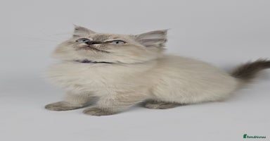 Ragdoll cats - Advert 11