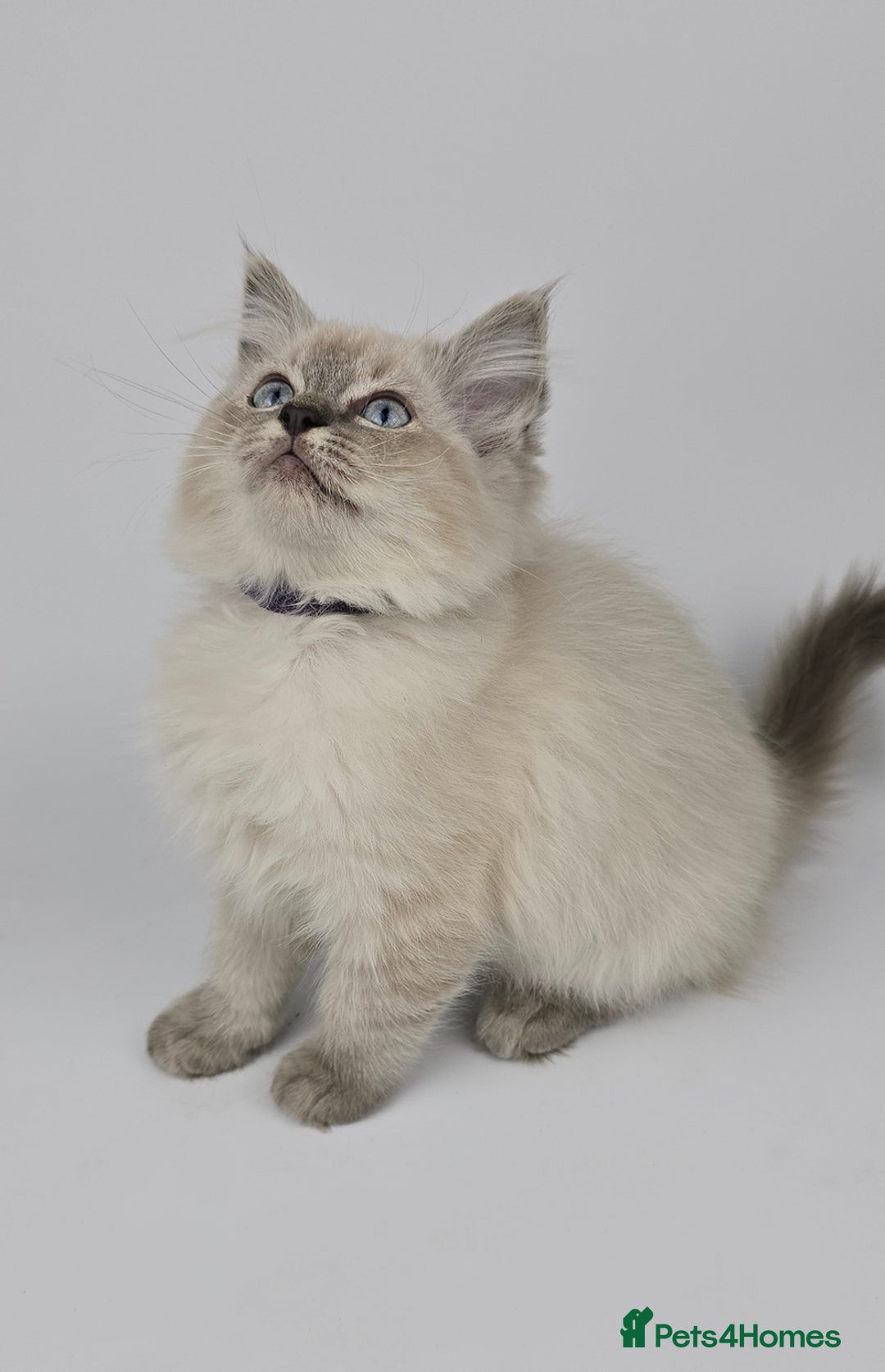 Ragdoll cats for sale: 🤍 STUNNING GCCF REGISTERED RAGDOLL KITTENS 🤍🤍 - Image 6