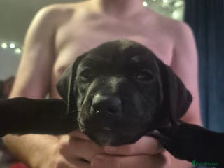 Mixed Breed dogs Staffy/border Collie/weimaraner mixed puppies - Advert 16