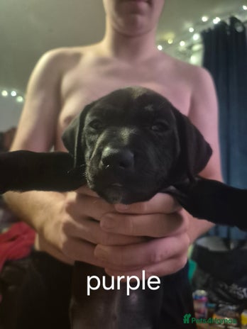 Mixed Breed dogs Staffy/border Collie/weimaraner mixed puppies - Advert 2