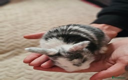Harlequin rabbits for sale: 7 beautiful Harlequin bunnies looking for a new 🏡 - Image 25