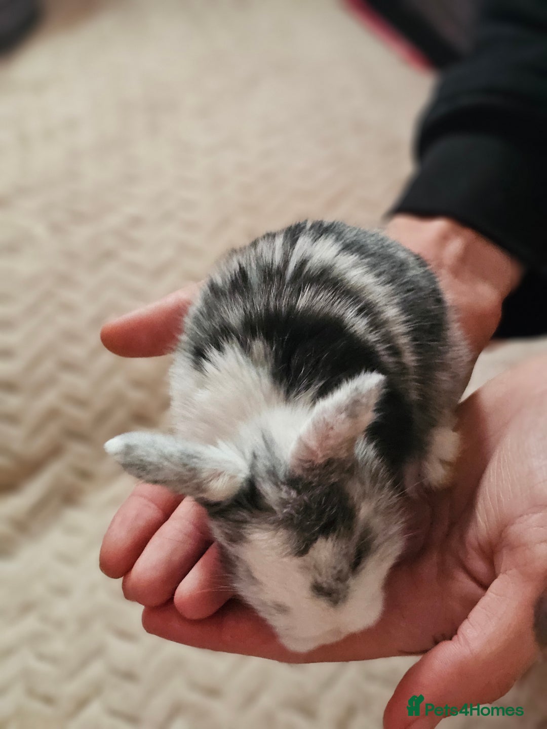 Harlequin rabbits for sale: 7 beautiful Harlequin bunnies looking for a new 🏡 - Image 25
