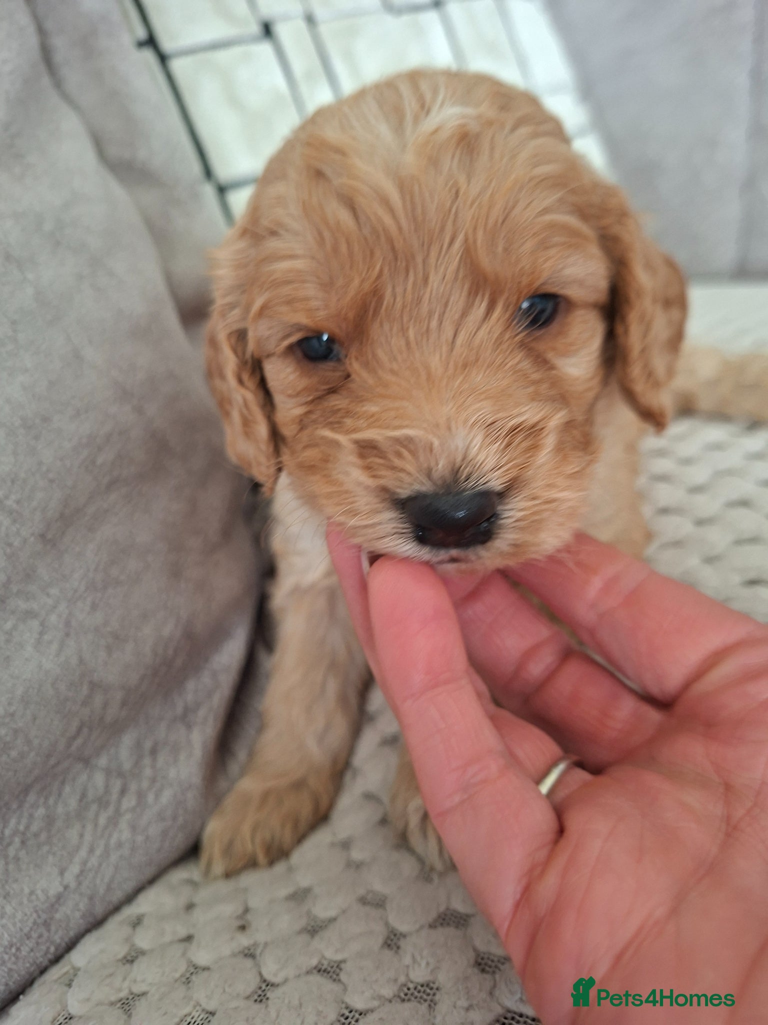 Cockapoo dogs 1 girl remaining - Advert 2