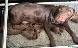 Labrador Retriever dogs for sale: Stunning 8 Month Old Chocolate Labrador For Sale - Image 3