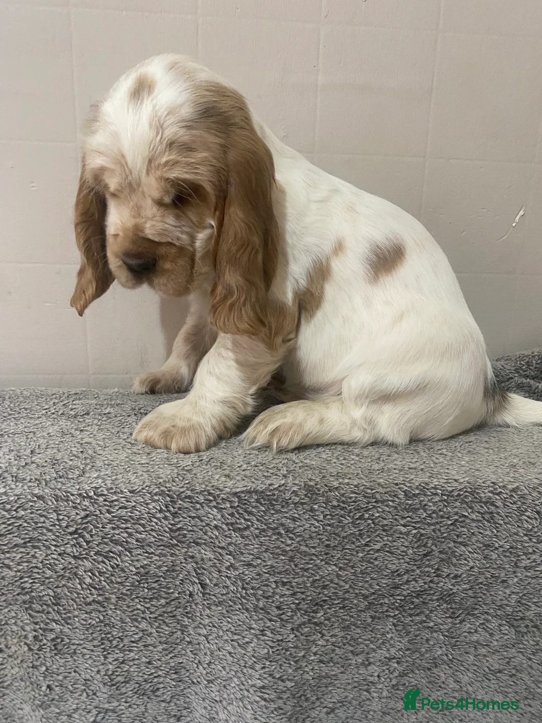 Cocker Spaniel dogs for sale: ‘Show Type’ Cocker Spaniel Puppies. KC Registered. - Advert 27