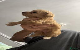 Maltipoo dogs for sale: F1 TINY TOY MALTIPOOS🩷health tested clear parents - Image 8