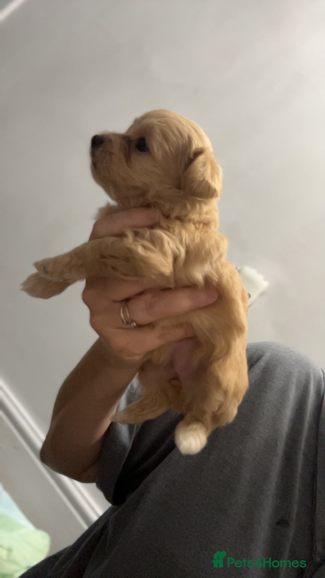 Maltipoo dogs for sale: F1 TINY TOY MALTIPOOS🩷health tested clear parents - Image 8