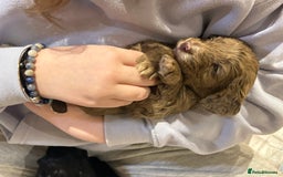 Cockapoo dogs for sale: Cockapoo puppies - Advert 6