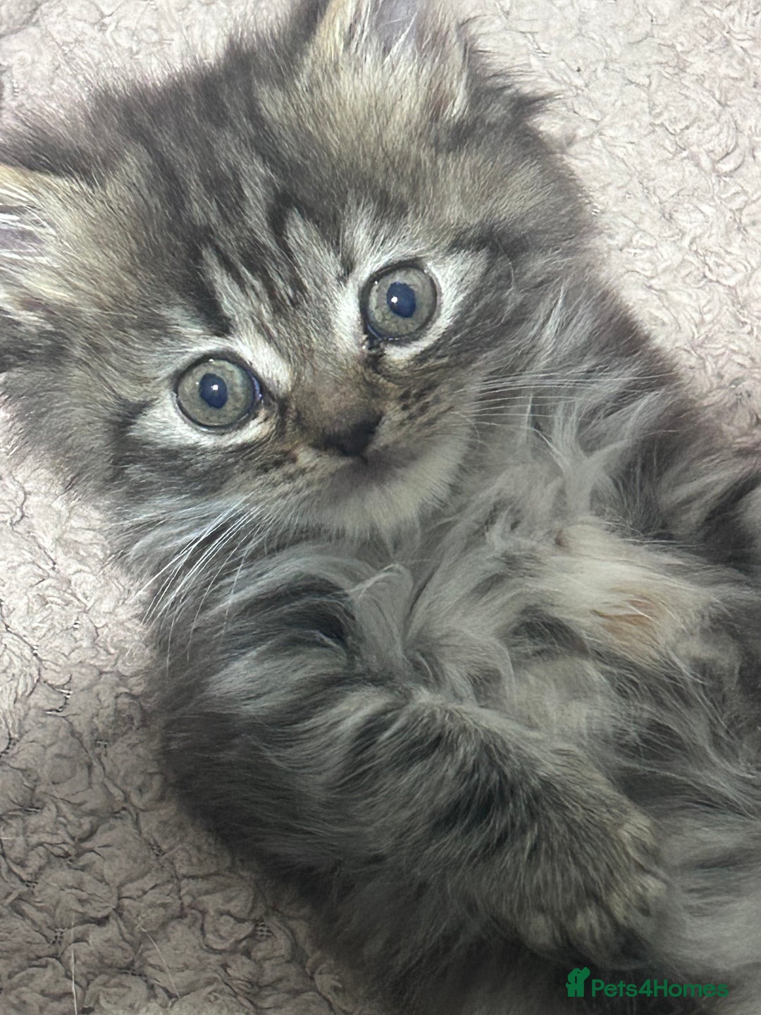 Persian cats for sale: Single female persian - Advert 3