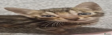 Brown male