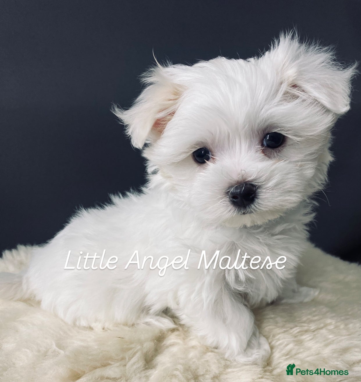 Maltese dogs ✨ Outstanding KC half-Korean Maltese Puppies ✨ - Advert 15