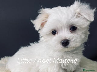 Maltese dogs ✨ Outstanding KC half-Korean Maltese Puppies ✨ - Advert 15