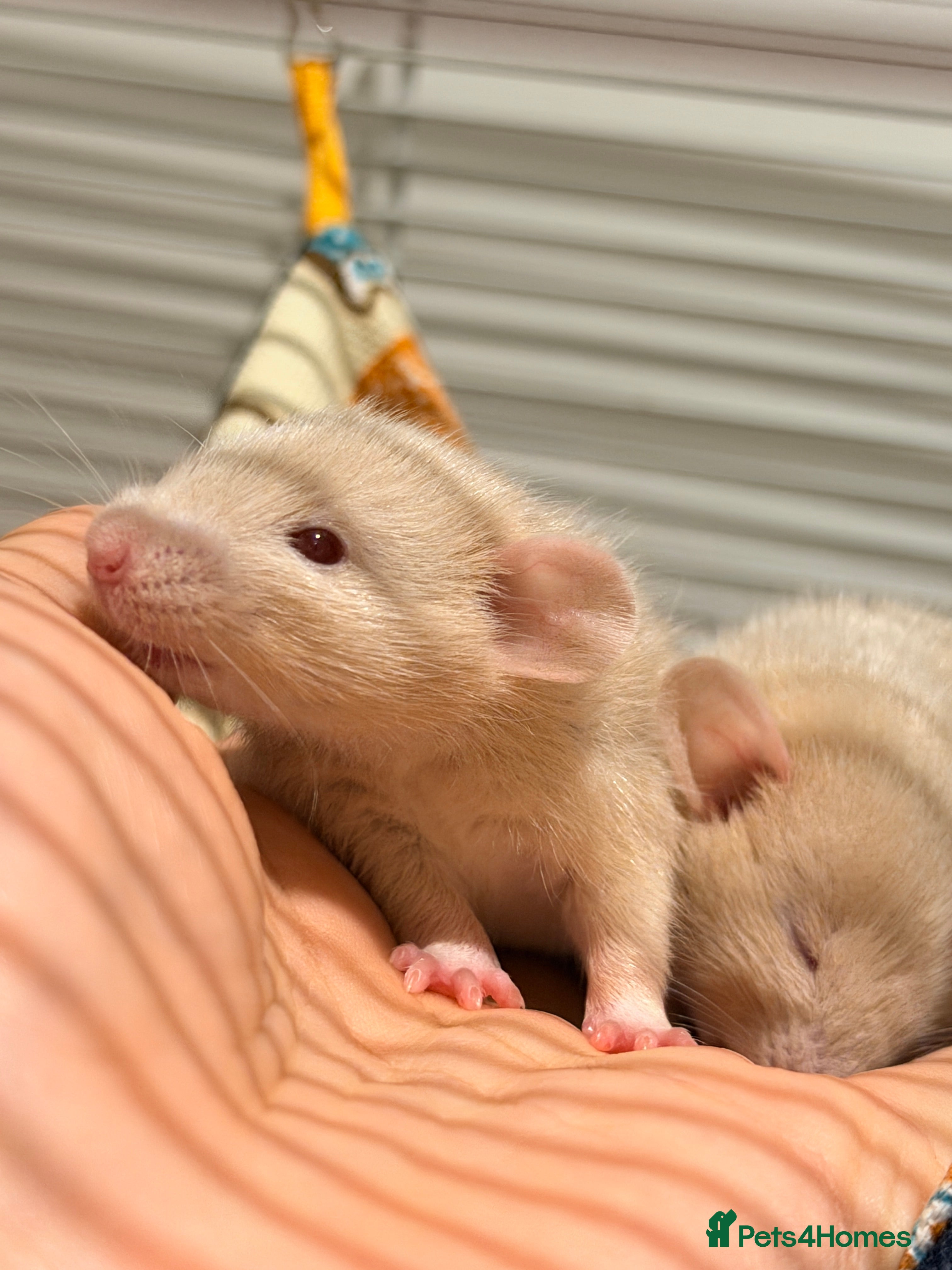 Rat rodents 5 weeks Adorable & Friendly Baby Fancy Rats - Advert 1