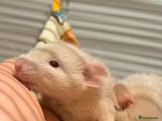 Rat rodents 5 weeks Adorable & Friendly Baby Fancy Rats - Advert 1