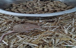 Mouse rodents for sale: Fancy mice , gorgeous colours - Image 4