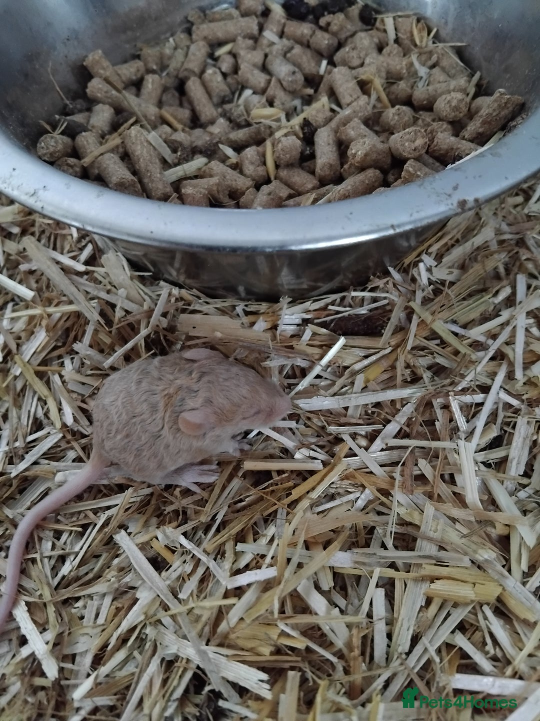 Mouse rodents for sale: Fancy mice , gorgeous colours - Image 4