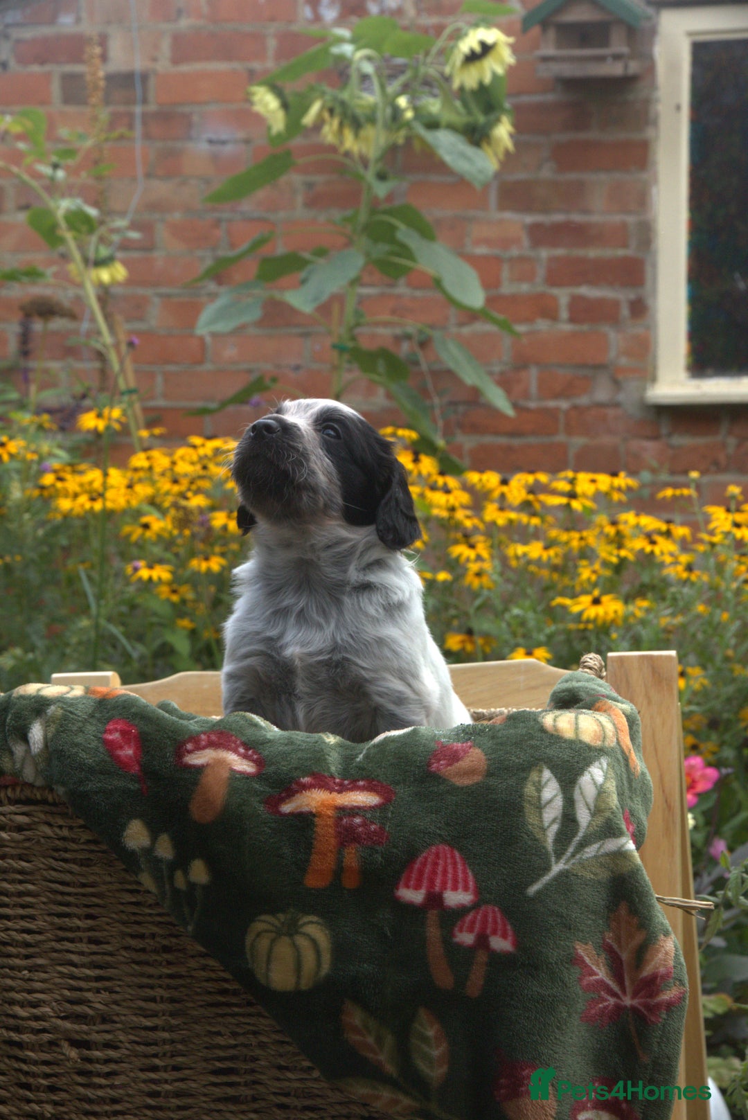 Mixed Breed dogs for sale: Merle Sprollies/Cotralian - Image 14
