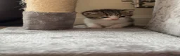Mixed Breed cats for sale: 3 male kittens for sale  in Evesham - Advert 8