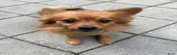 Pomchi dogs for sale: 5 yr old PomChi looking for new home :)  in London - Advert 4