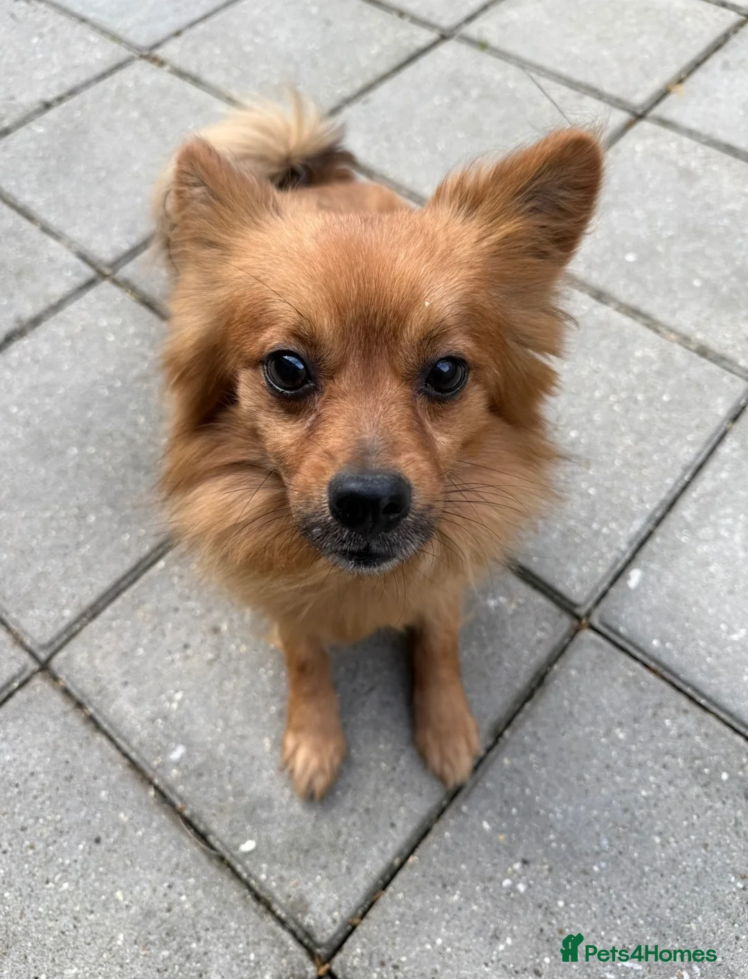 Pomchi dogs for sale: 5 yr old PomChi looking for new home :)  in London - Advert 4