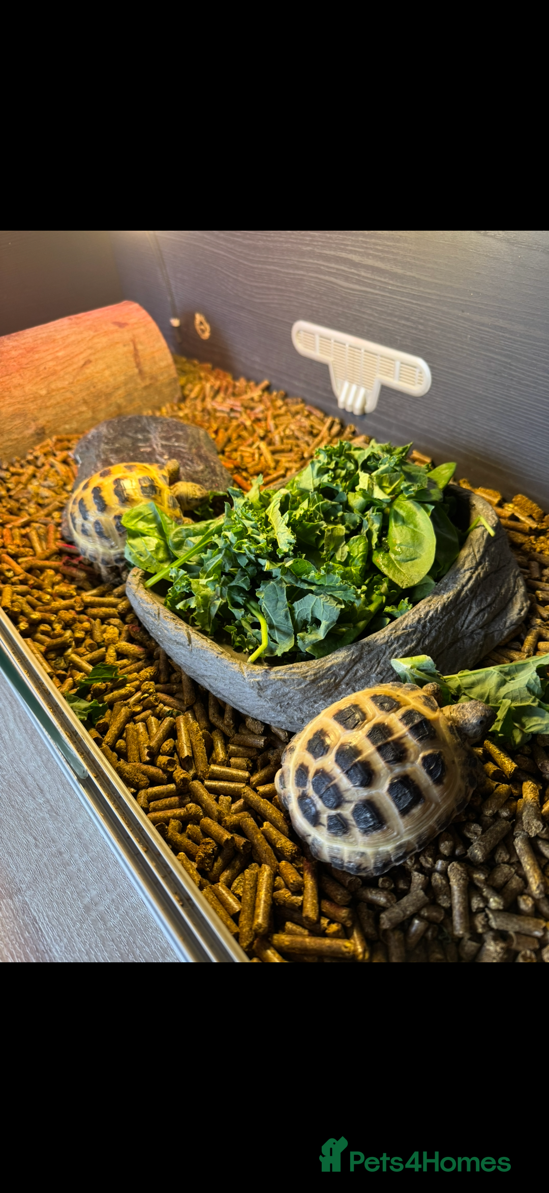 Tortoise reptiles for sale: Four Horsefield Tortoises  - Image 2