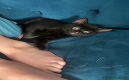Russian Blue cats for sale: Russian blue cross bengal kittens - Image 10