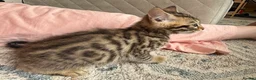 Bengal cats for sale: Bengal x  - Advert 11