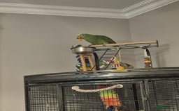 Parrots birds for sale: Yellow fronted Amazon  - Image 4