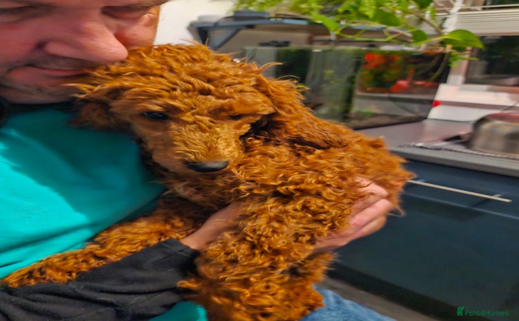 Miniature Poodle dogs - Advert 4