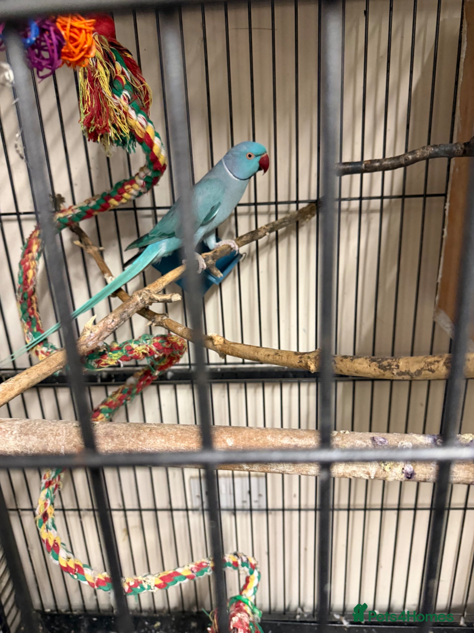 Ringnecks birds  for sale beautiful pair  - Advert 1