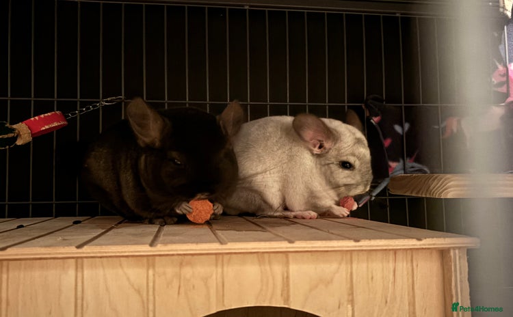 Chinchilla rodents - Advert 1