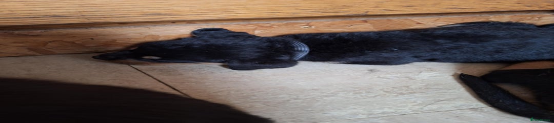 Rottweiler Puppy 2