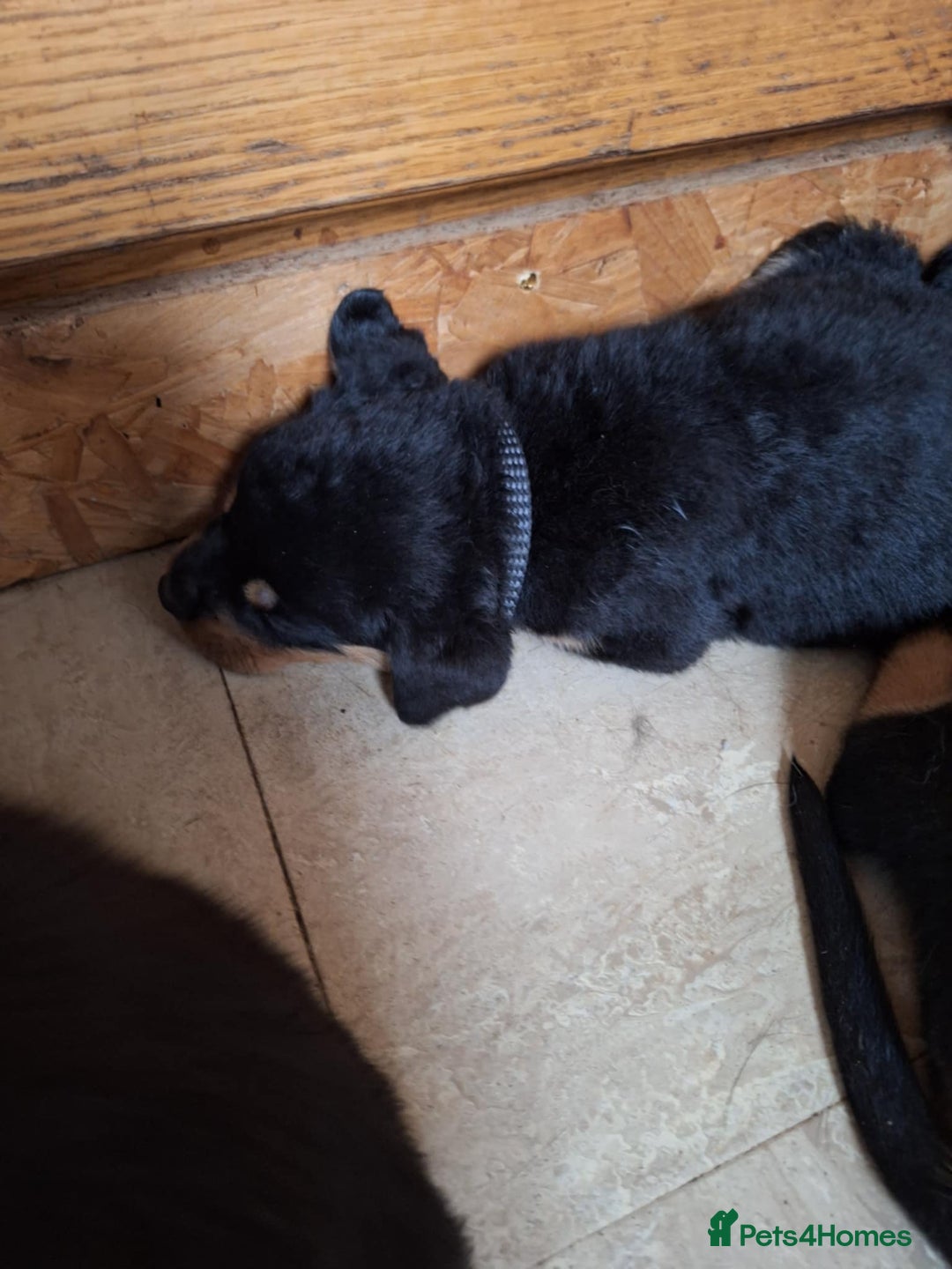 Rottweiler dogs for sale:  Beautiful Chunky Rottweiler puppies  - Image 7