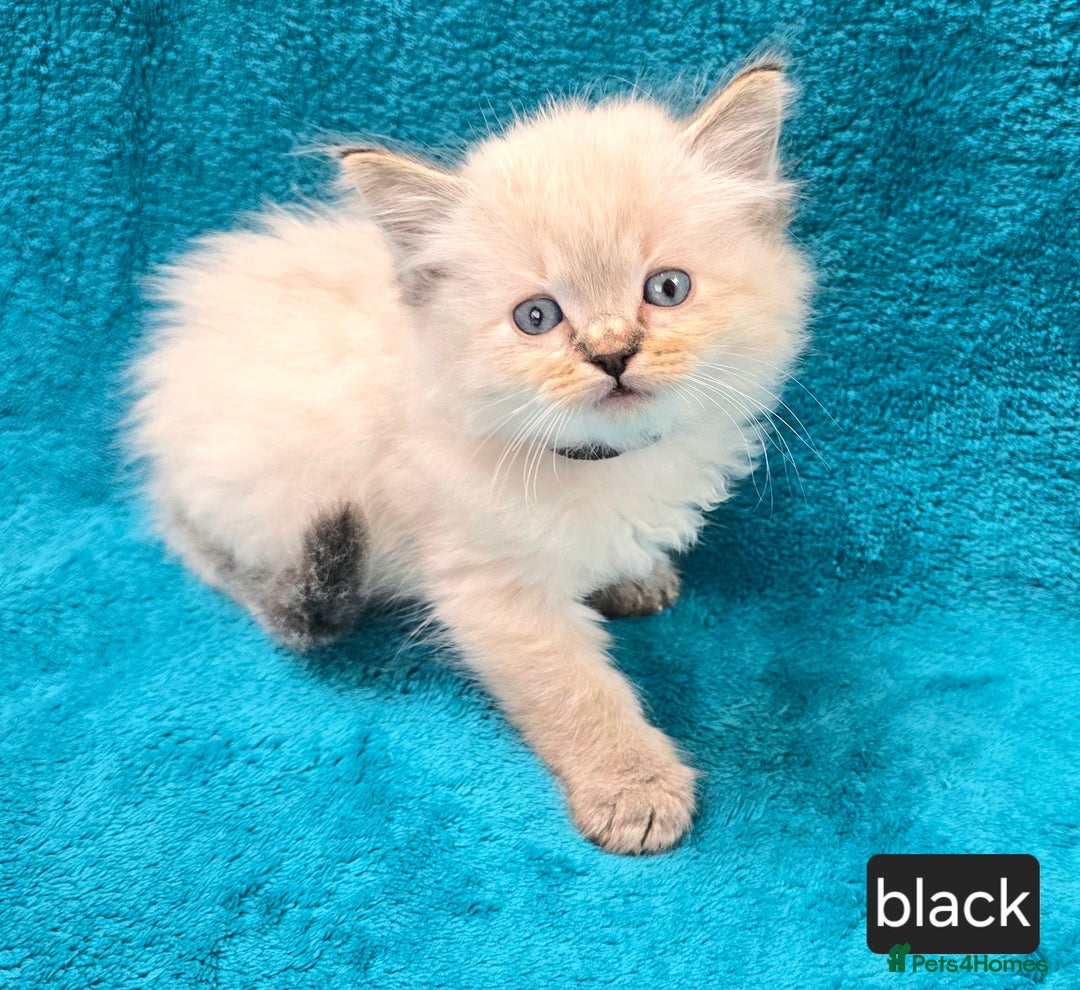Ragdoll cats for sale: PEDIGREE GCCF REG CHAMPION LINE RAGDOLL KITTENS - Image 17