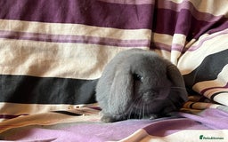 Mini Lop rabbits for sale: Two pure mini lop rabbits  - Image 5