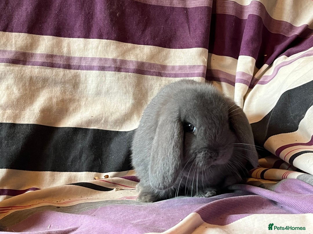 Mini Lop rabbits for sale: Two pure mini lop rabbits  - Image 5