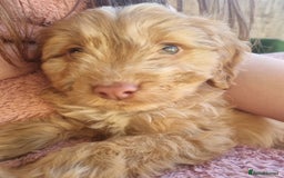 Cocker Spaniel dogs for sale: Stunning litter of cocker spaniels  - Image 11